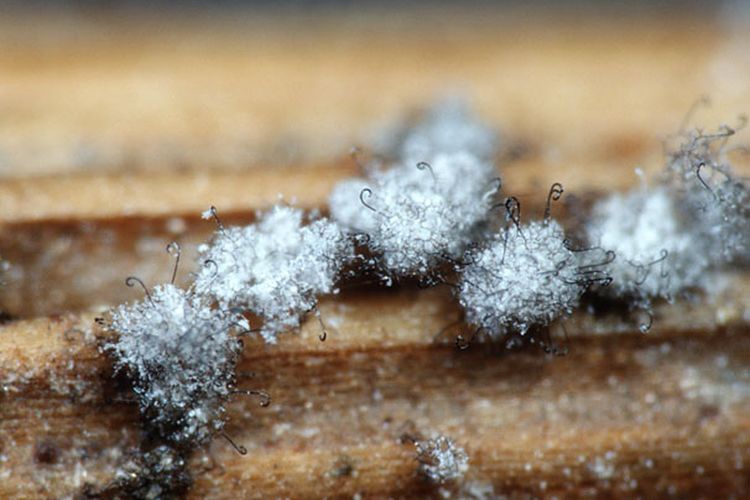 Представитель Семейства Myxotrichaceae